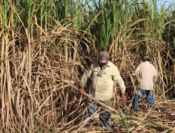 Paraguay impulsa la producción orgánica con nueva unidad Paraguay impulsa la producción orgánica con nueva unidad