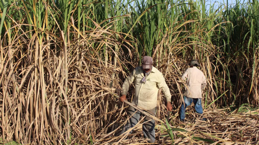 Paraguay impulsa la producción orgánica con nueva unidad