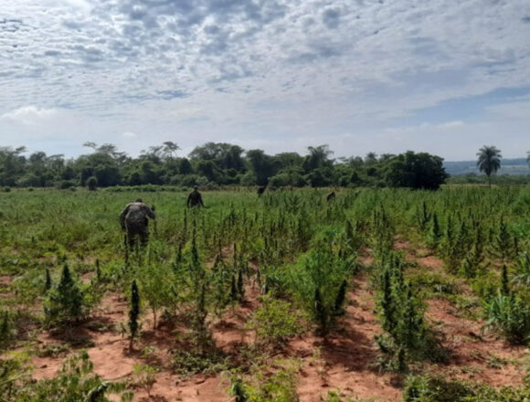 marihuana candindeyo Canindeyú: Narcos Pierden 50 Millones