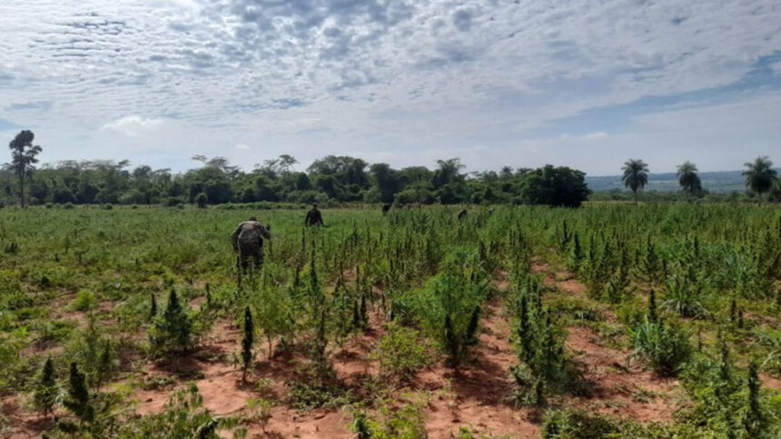 Canindeyú: Narcos Pierden 50 Millones