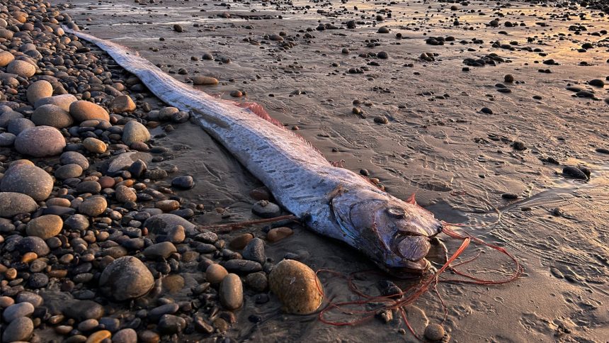 Avistamiento del «pez del juicio final» en California