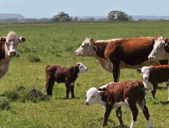 AFD Invirtió US$ 44 Millones en Agroganadería