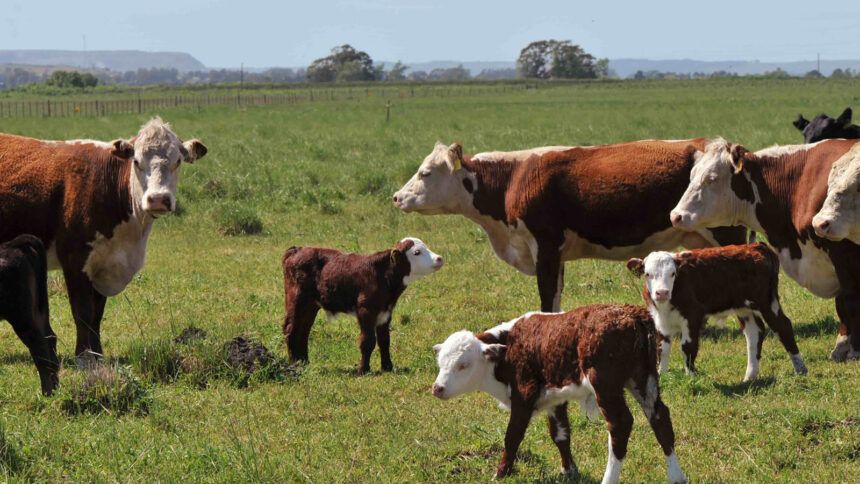 agroganadero AFD Invirtió US$ 44 Millones en Agroganadería
