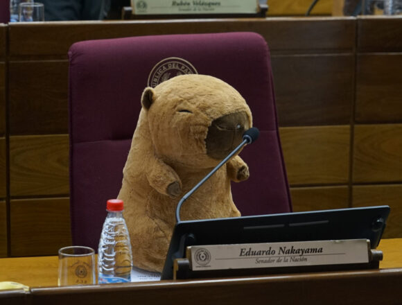 carpincho cute Senador responde a Nakayama con carpincho