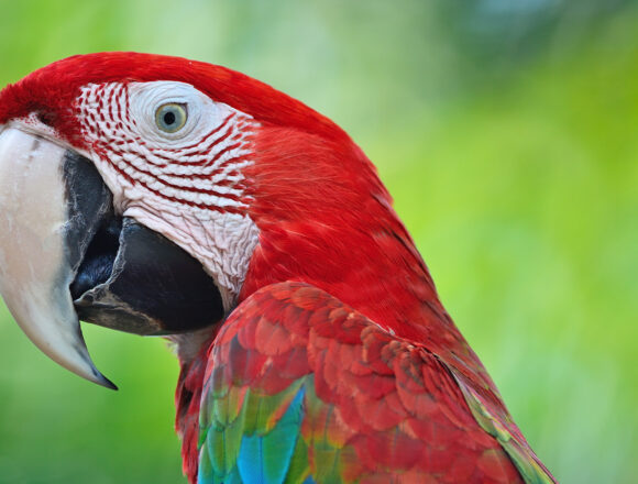 guacamayo Rescatan guacamayo transportado de forma irregular
