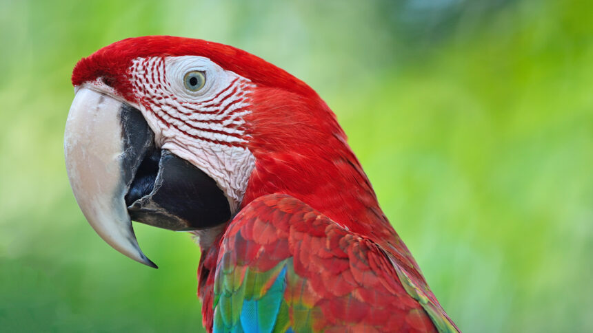 guacamayo Rescatan guacamayo transportado de forma irregular
