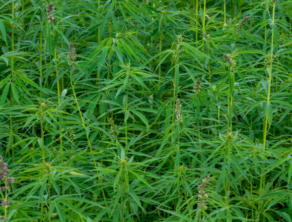 marihuam Ñacunday: Cultivos de marihuana descubiertos nuevamente