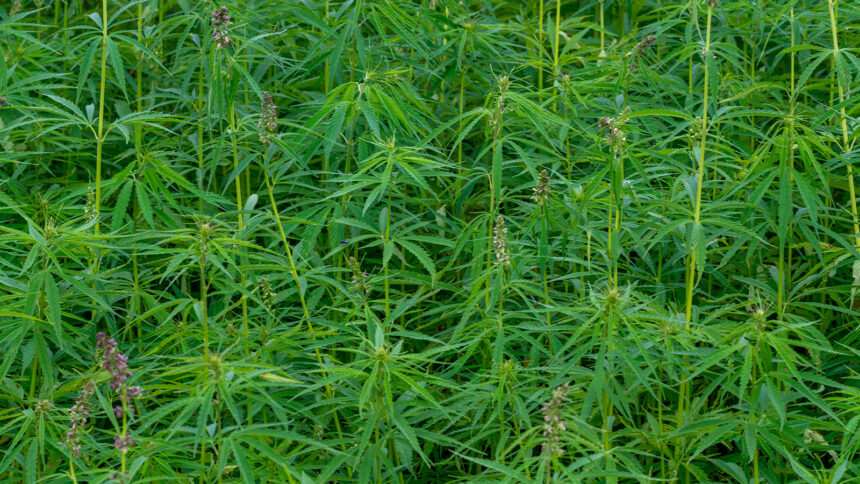 marihuam Ñacunday: Cultivos de marihuana descubiertos nuevamente