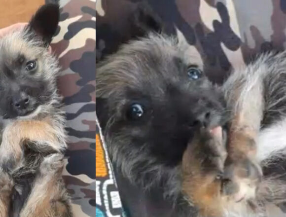 perritodemicorazon Vecino acusado de disparar a cachorro
