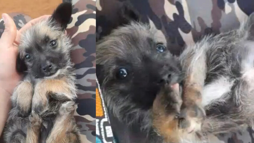 perritodemicorazon Vecino acusado de disparar a cachorro