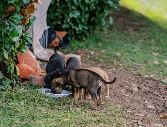 perritosbebescomiendo SENACSA aprueba balanceados con cannabis industrial