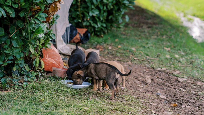 perritosbebescomiendo SENACSA aprueba balanceados con cannabis industrial