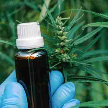 Paraguay exporta cannabis premium a Suiza