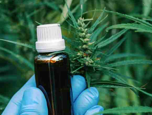 Cannabis Paraguay exporta cannabis premium a Suiza
