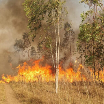 Incendios Forestales Afectan Más de 10.000 Hectáreas