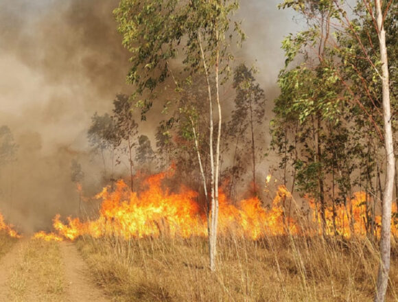 INCENDIOS FORESTALES EN PY Incendios Forestales Afectan Más de 10.000 Hectáreas