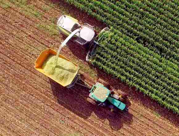agribusiness Sequía en el campo: alerta por soja