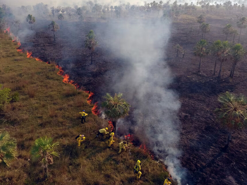incendios forestales Casi 11.000 Hectáreas Afectadas por Incendios