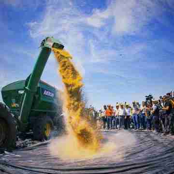 Producción de arrocera en Paraguay crece con fuerza