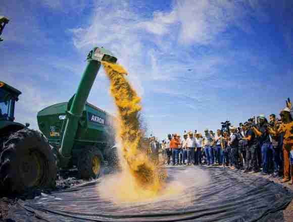 Cosecha Arroz Producción de arrocera en Paraguay crece con fuerza
