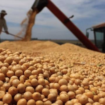 Exportaciones de soja pierden USD 480 millones