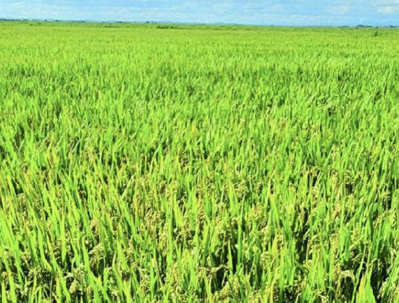 arroz Arroz gana espacio en Región Oriental
