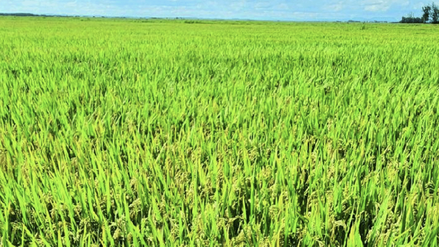 Arroz gana espacio en Región Oriental