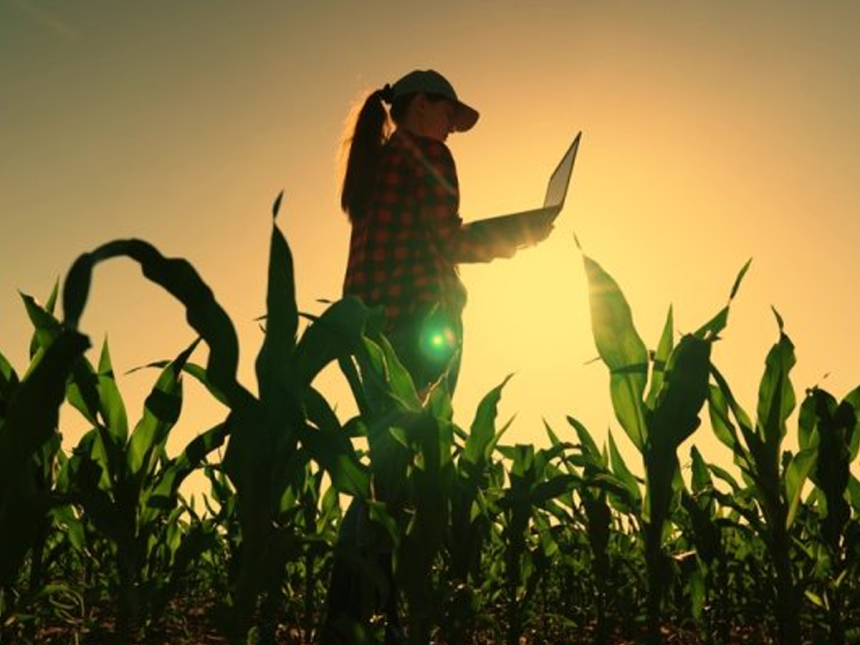 maiz Maíz zafriña supera millón hectáreas