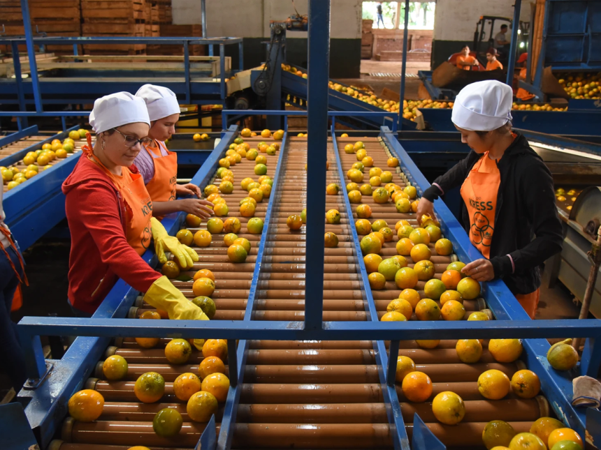 zfrutica Frutika impulsa empleo con producción frutícola