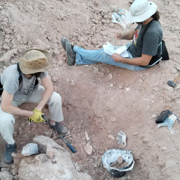 Descubren nueva especie de dinosaurio carnívoro