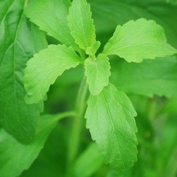 Producción de stevia crece tras años difíciles